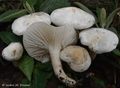 Hygrophorus cossus